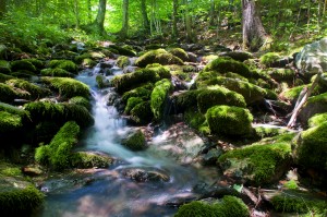 Forest Stream Vermont  7c